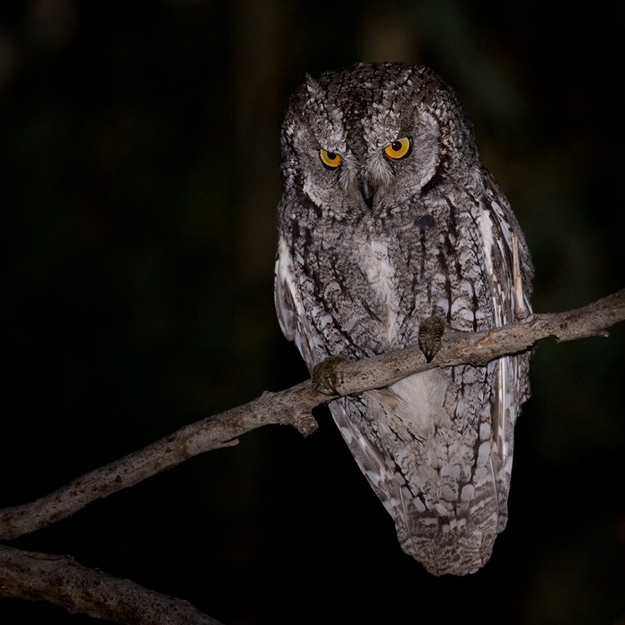 Cyprus Scops-Owl - ML206024411