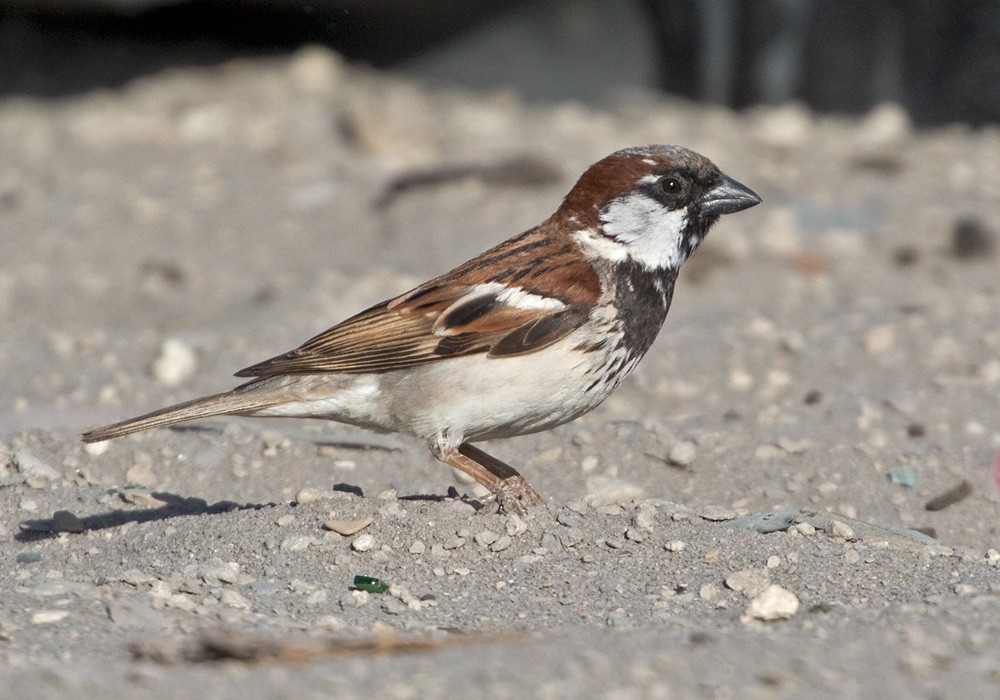 House Sparrow - Lars Petersson | My World of Bird Photography