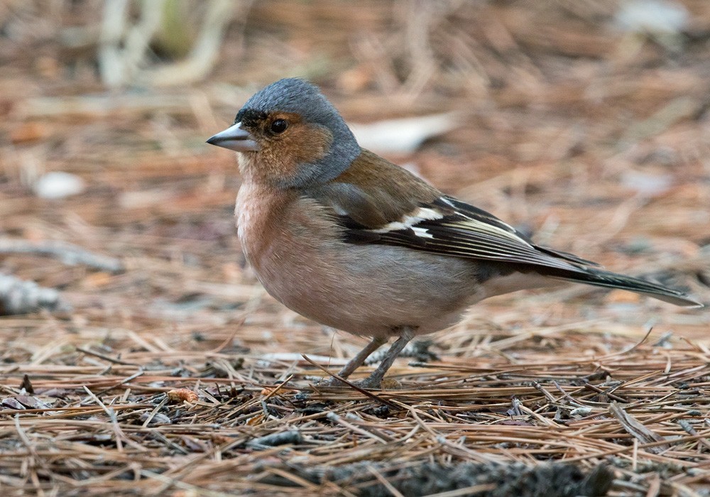 Common Chaffinch - Lars Petersson | My World of Bird Photography