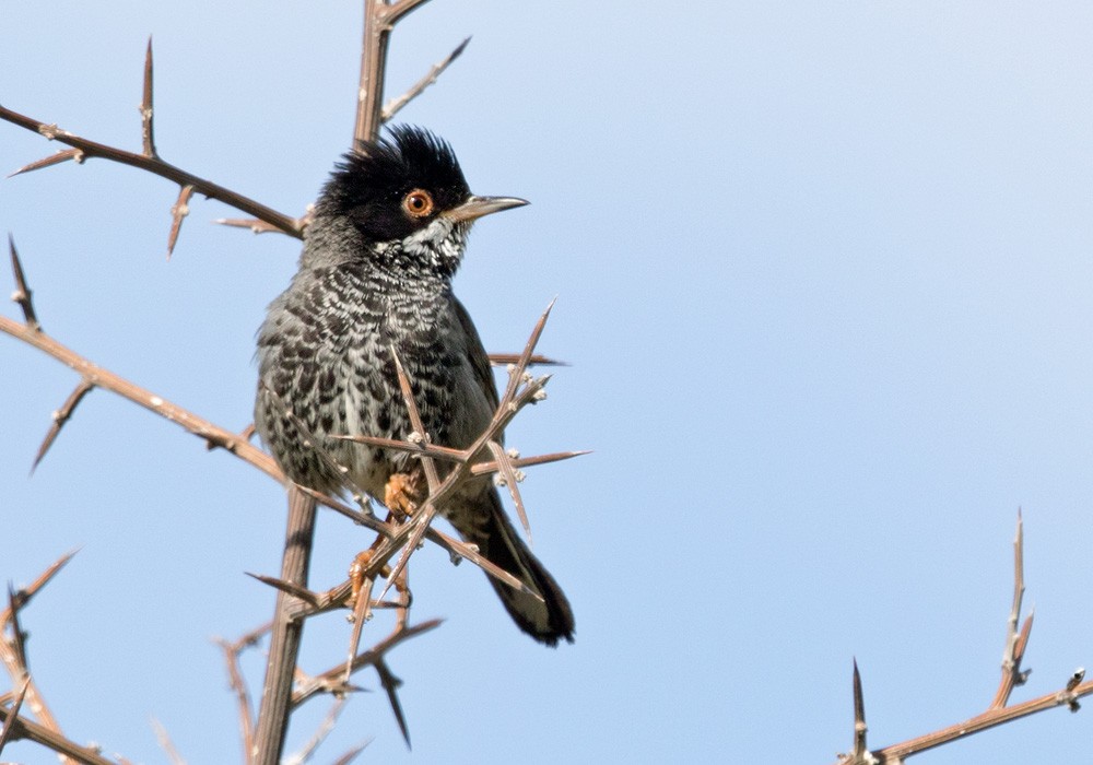 Cyprus Warbler - Lars Petersson | My World of Bird Photography