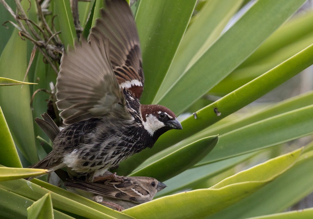 Spanish Sparrow - Lars Petersson | My World of Bird Photography