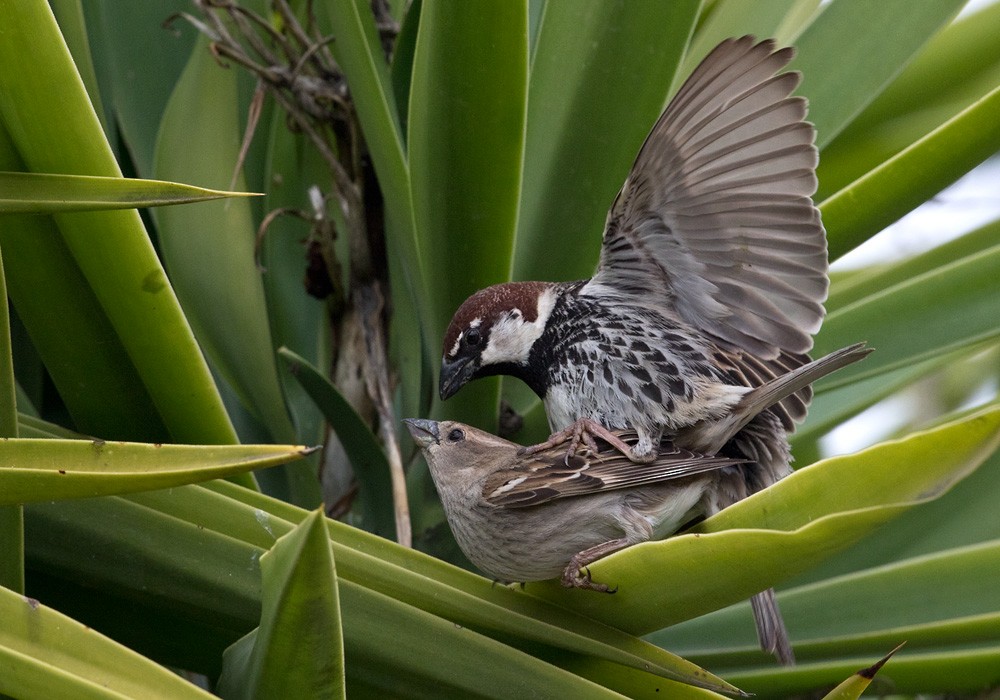 Spanish Sparrow - Lars Petersson | My World of Bird Photography
