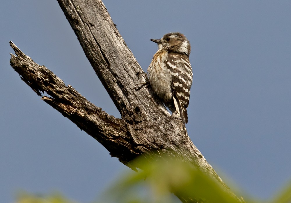 Japanese Pygmy Woodpecker - ML206024761