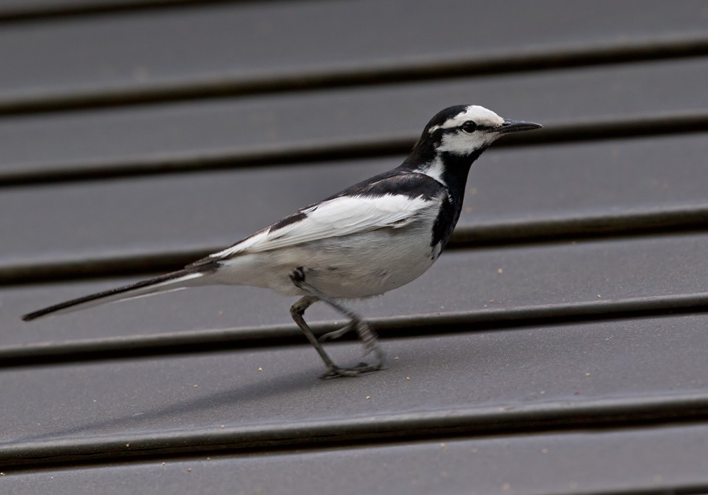 White Wagtail (Black-backed) - ML206024801