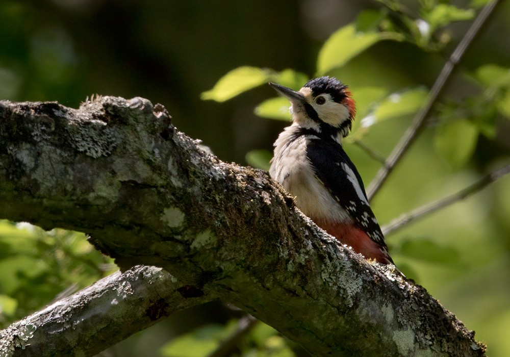 Great Spotted Woodpecker (japonicus) - Lars Petersson | My World of Bird Photography