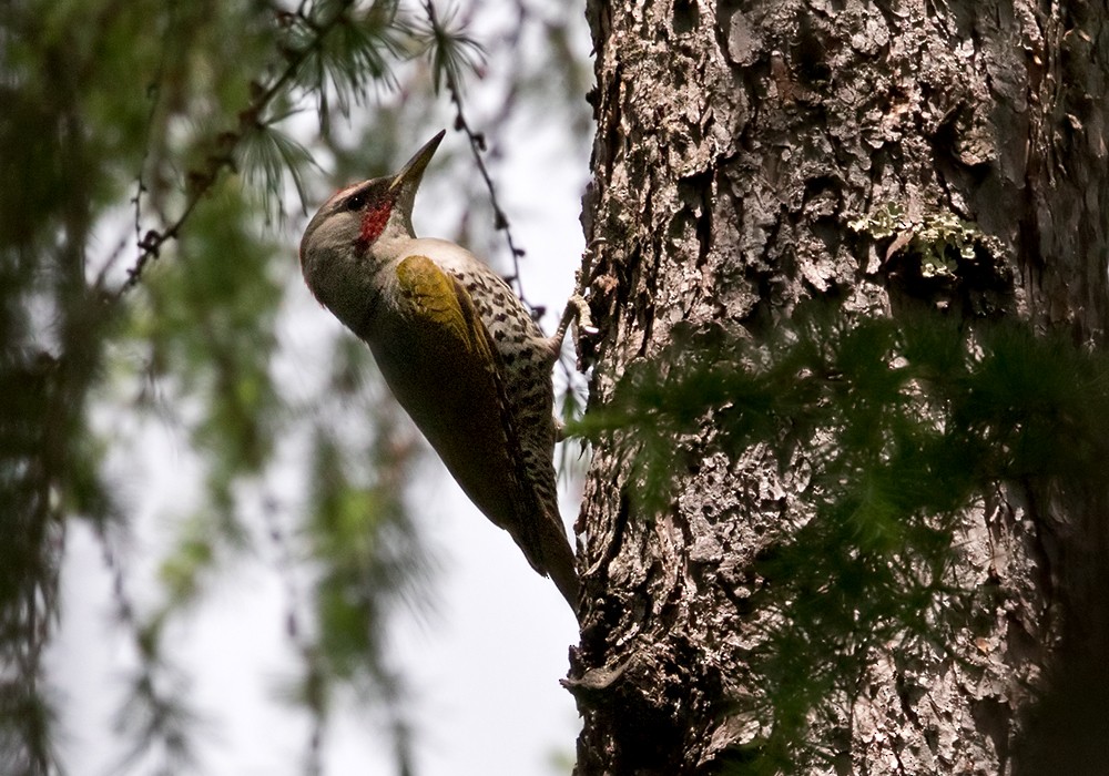 Japanese Woodpecker - Lars Petersson | My World of Bird Photography