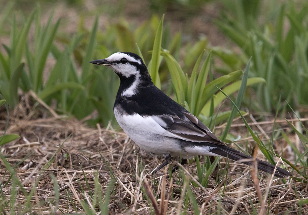 White Wagtail (Black-backed) - ML206024901