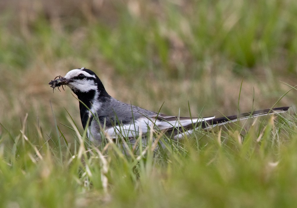 White Wagtail (Black-backed) - ML206024911