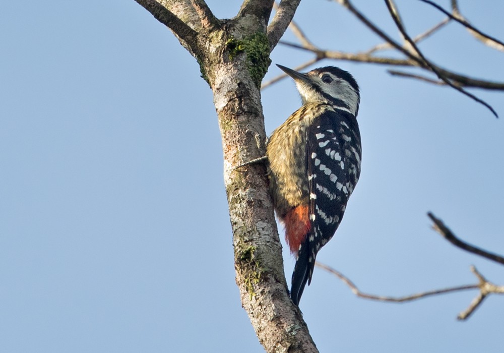 Stripe-breasted Woodpecker - ML206025191
