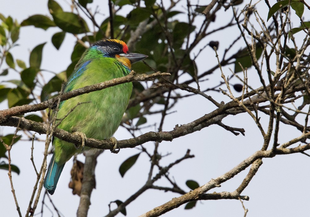 Necklaced Barbet - Lars Petersson | My World of Bird Photography