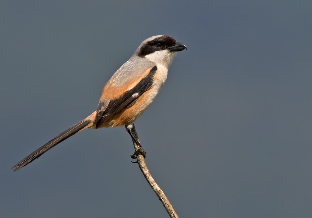 Long-tailed Shrike (schach) - Lars Petersson | My World of Bird Photography