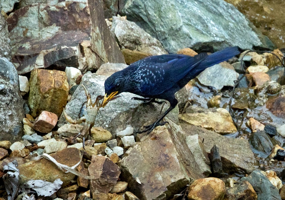 Blue Whistling-Thrush (Yellow-billed) - Lars Petersson | My World of Bird Photography