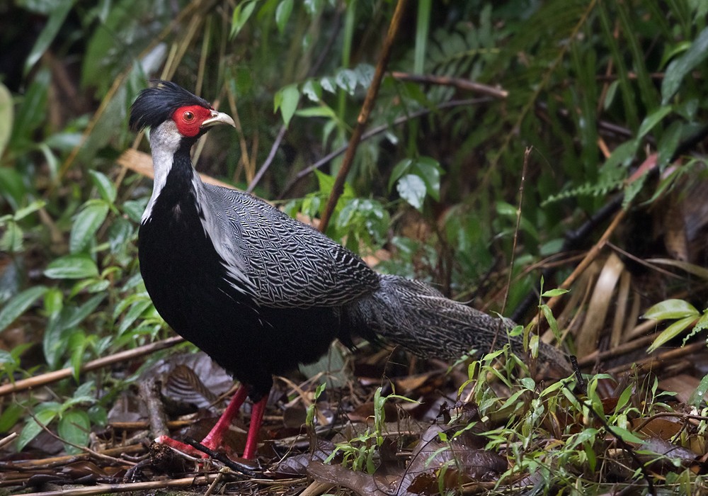 Silver Pheasant - Lars Petersson | My World of Bird Photography