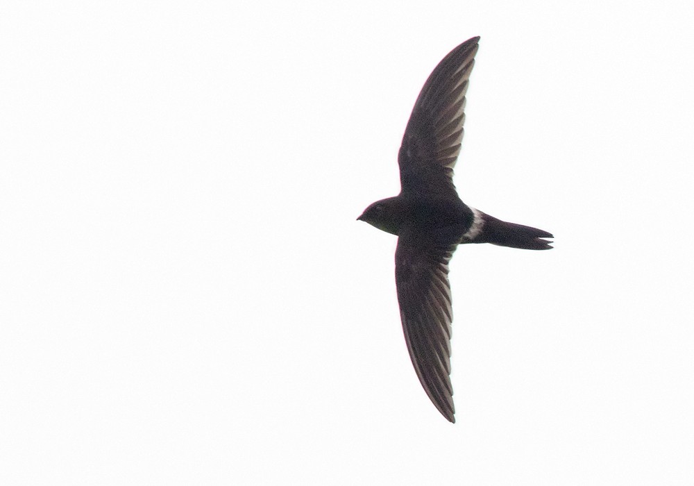 Cook's Swift - Lars Petersson | My World of Bird Photography
