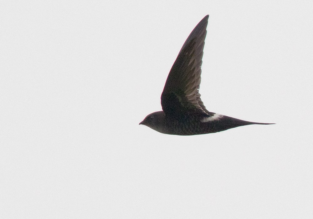 Cook's Swift - Lars Petersson | My World of Bird Photography
