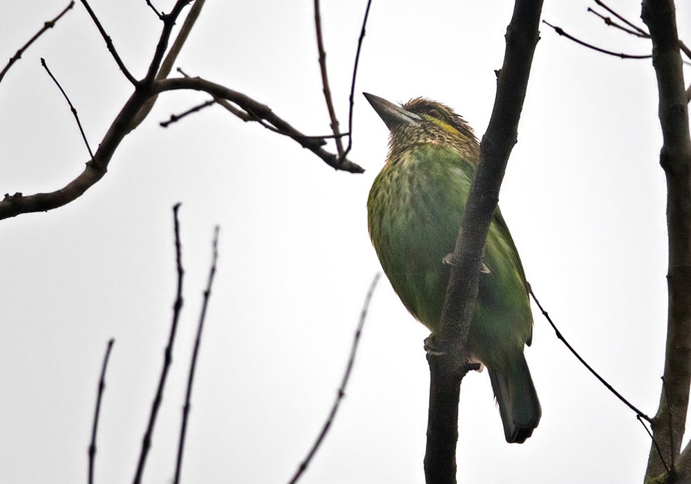 Green-eared Barbet - Lars Petersson | My World of Bird Photography