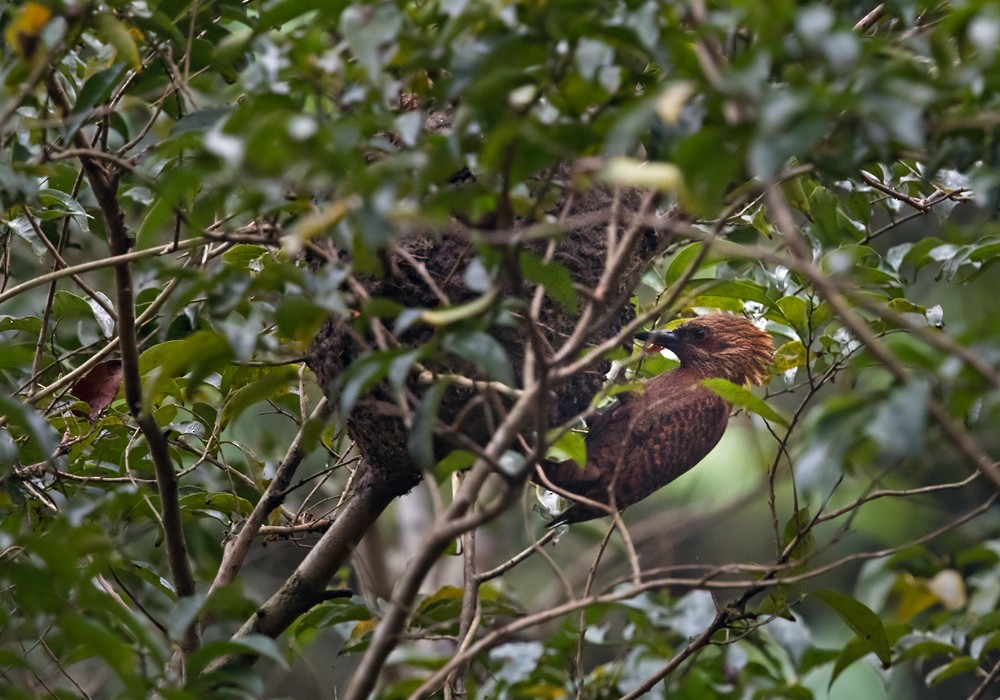 Rufous Woodpecker - Lars Petersson | My World of Bird Photography