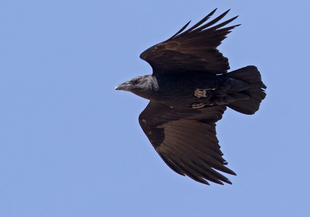Fan-tailed Raven - ML206025621