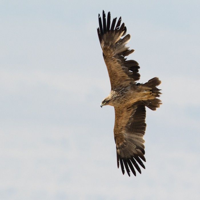 Steppe Eagle - Lars Petersson | My World of Bird Photography