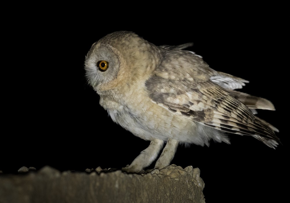 Desert Owl - ML206025741