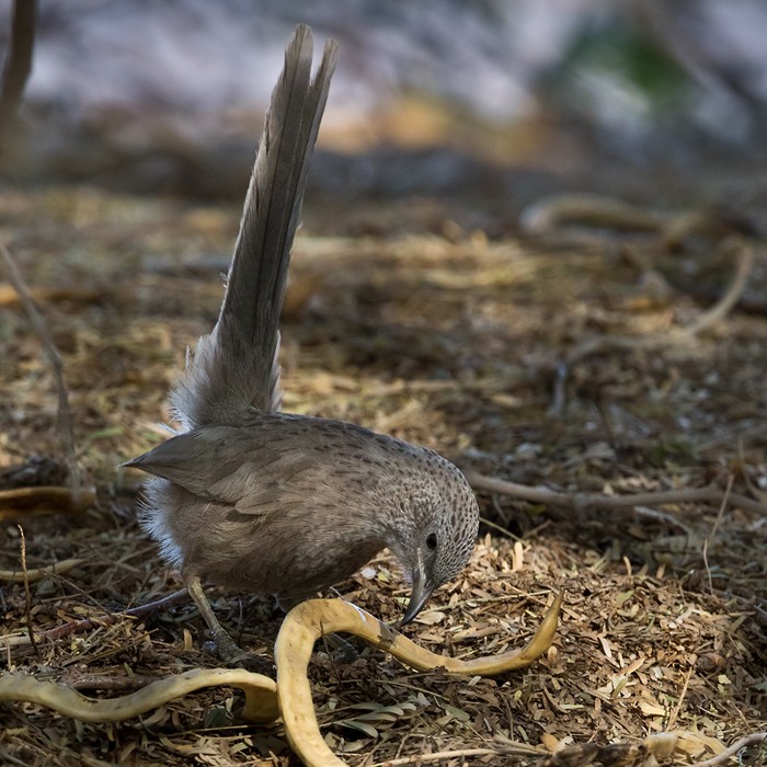 Arabian Babbler - Lars Petersson | My World of Bird Photography