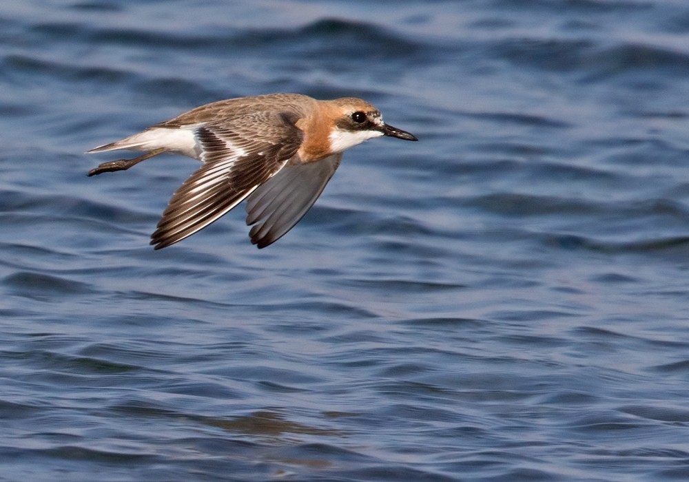 Greater Sand-Plover - Lars Petersson | My World of Bird Photography
