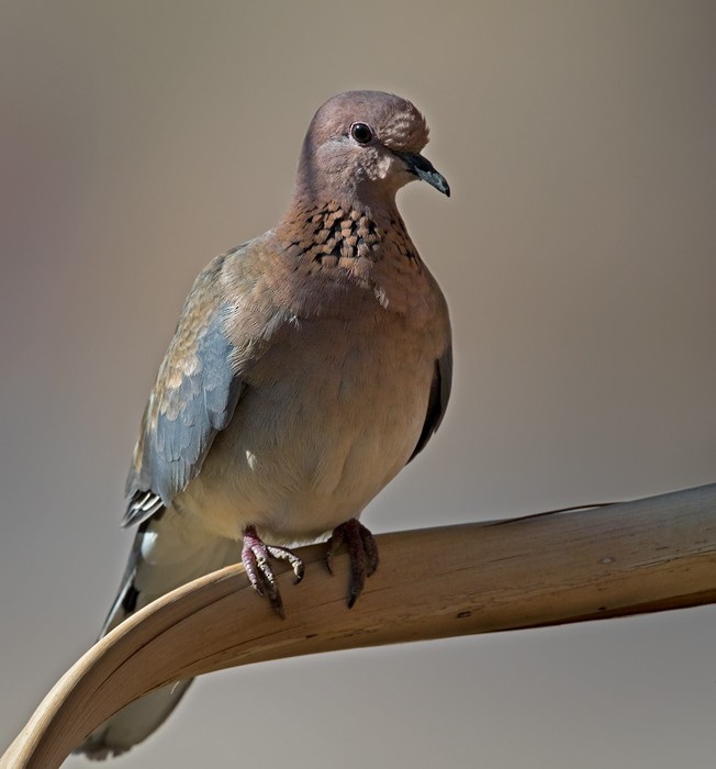 Laughing Dove - Lars Petersson | My World of Bird Photography