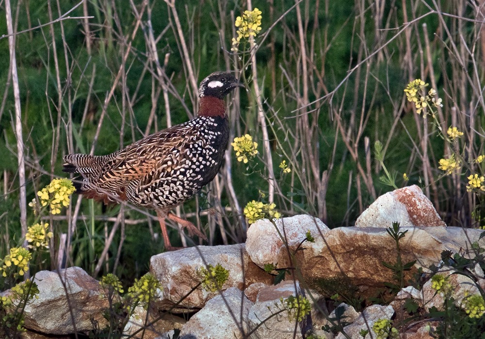 Black Francolin (Western) - Lars Petersson | My World of Bird Photography