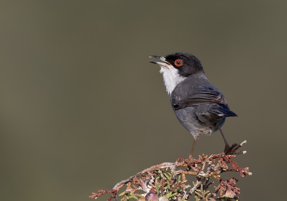 Sardinian Warbler - Lars Petersson | My World of Bird Photography