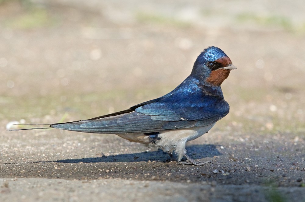 Barn Swallow (White-bellied) - Lars Petersson | My World of Bird Photography
