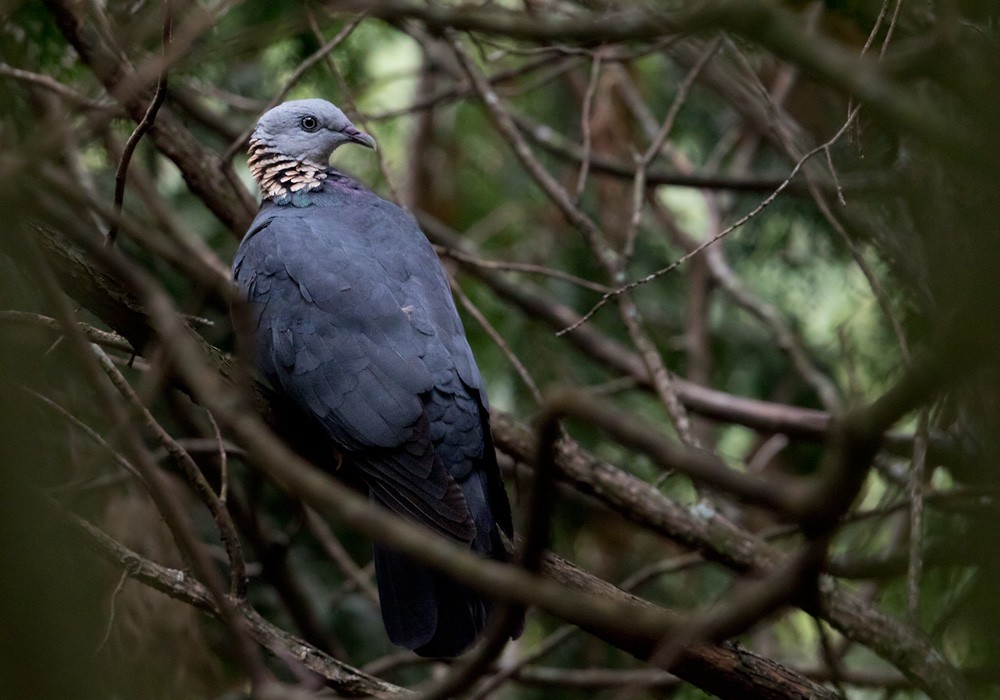 Ashy Wood-Pigeon - Lars Petersson | My World of Bird Photography