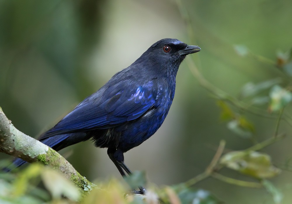 Тайваньская синяя птица - ML206026491