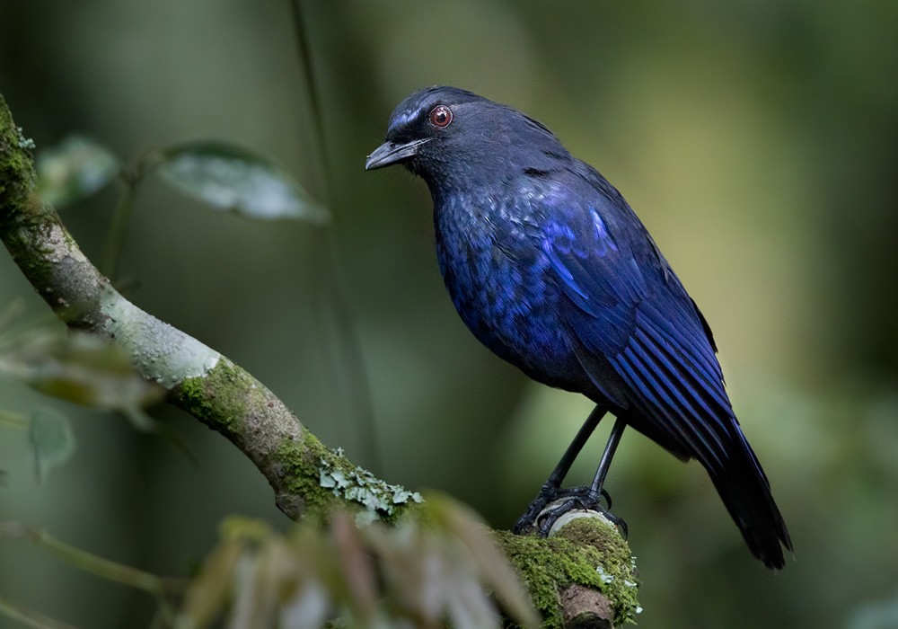 Тайваньская синяя птица - ML206026501