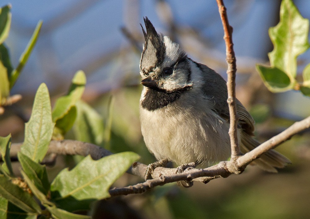 Bridled Titmouse - Lars Petersson | My World of Bird Photography