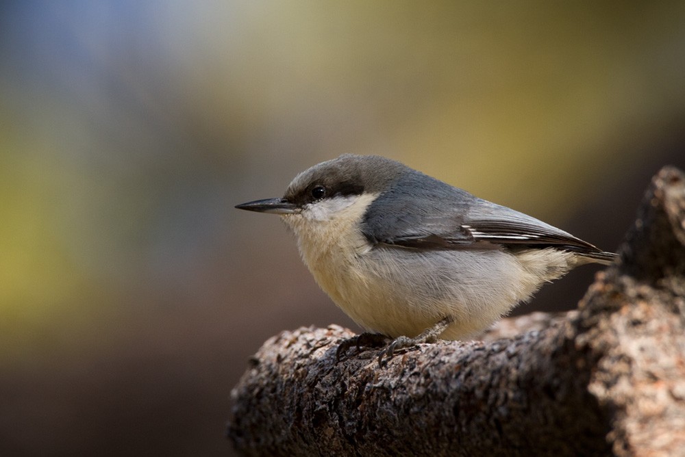 Pygmy Nuthatch - Lars Petersson | My World of Bird Photography