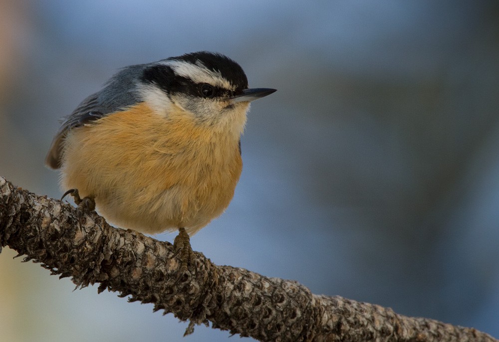 Red-breasted Nuthatch - Lars Petersson | My World of Bird Photography