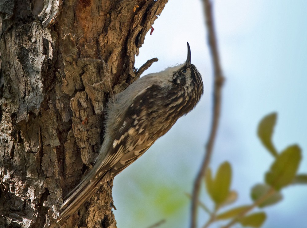 Brown Creeper - Lars Petersson | My World of Bird Photography