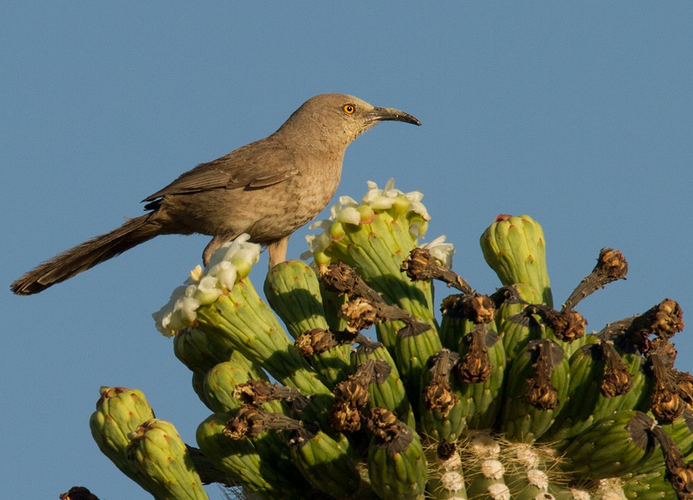Curve-billed Thrasher - Lars Petersson | My World of Bird Photography