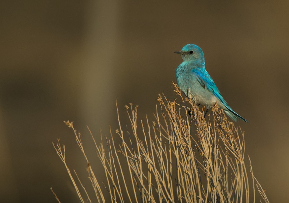 Mountain Bluebird - Lars Petersson | My World of Bird Photography