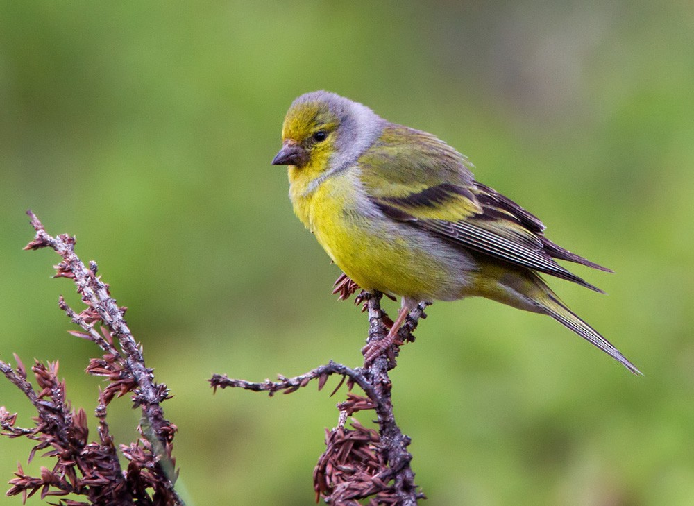 Citril Finch - Lars Petersson | My World of Bird Photography