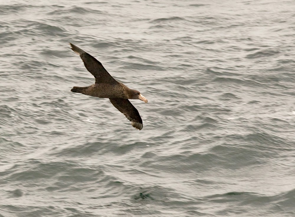 Southern Giant-Petrel - Lars Petersson | My World of Bird Photography