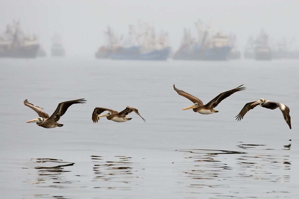Peruvian Pelican - Lars Petersson | My World of Bird Photography