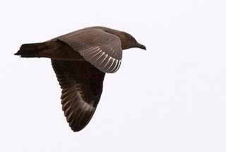 Chilean Skua, ML206027071