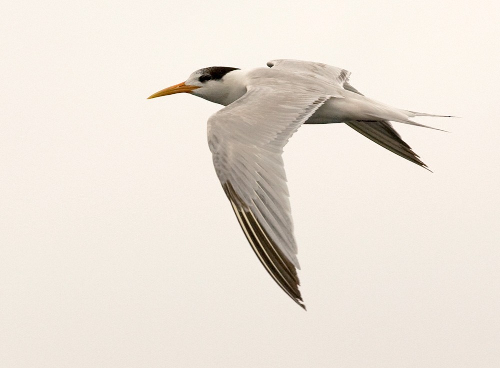 Elegant Tern - Lars Petersson | My World of Bird Photography