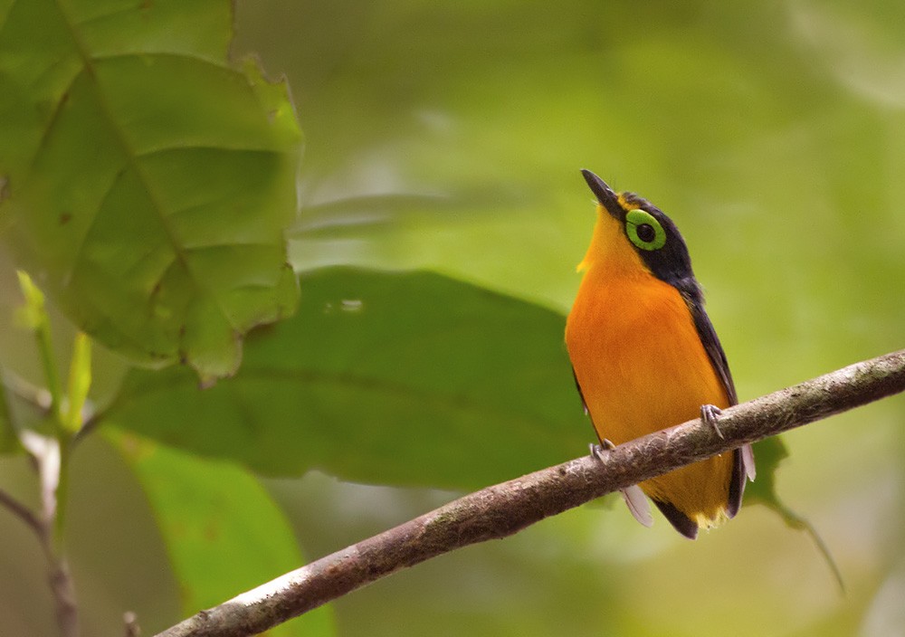 Yellow-bellied Wattle-eye (Central African) - Lars Petersson | My World of Bird Photography