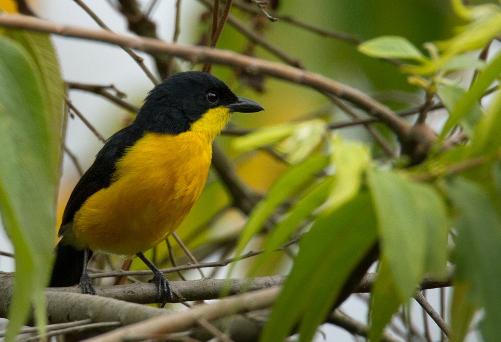 Yellow-breasted Boubou - Lars Petersson | My World of Bird Photography