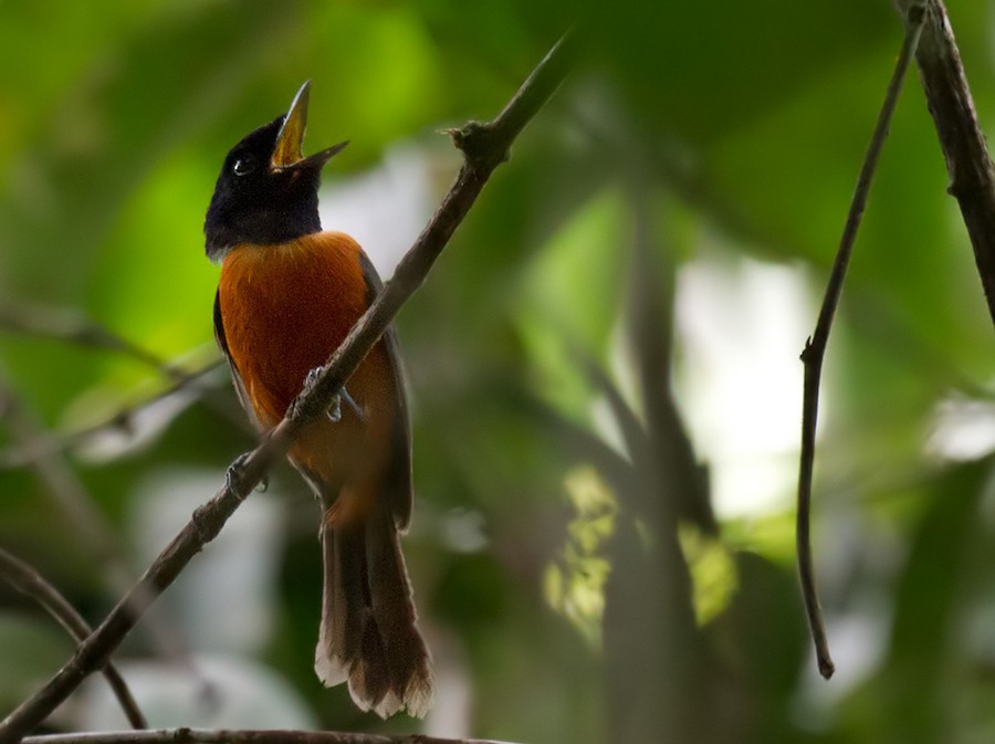 Black-headed Paradise-Flycatcher (Tricolored) - eBird