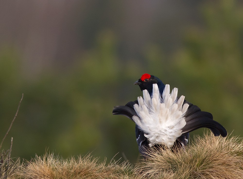 Black Grouse - Lars Petersson | My World of Bird Photography