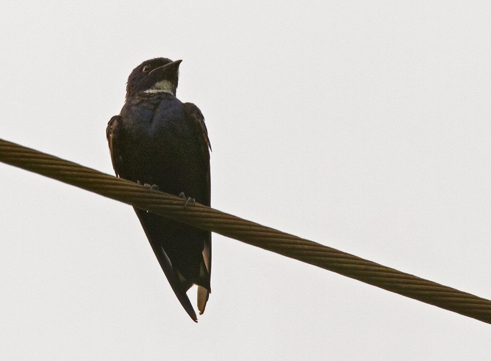 White-throated Blue Swallow - ML206027361