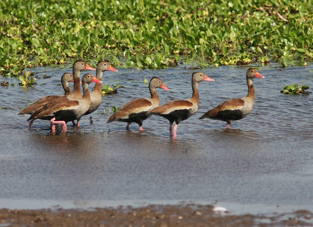 Black-bellied Whistling-Duck - Lars Petersson | My World of Bird Photography